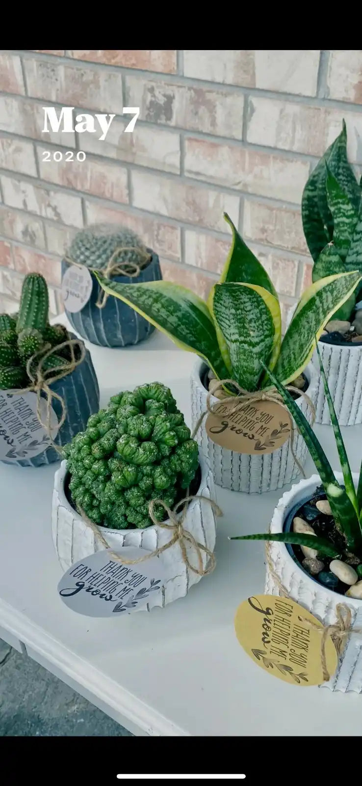 Collection of potted plants on a white surface with a brick wall background.